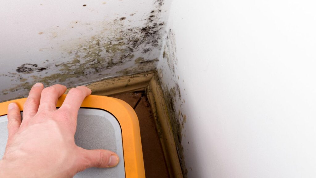 mold testing companies near me